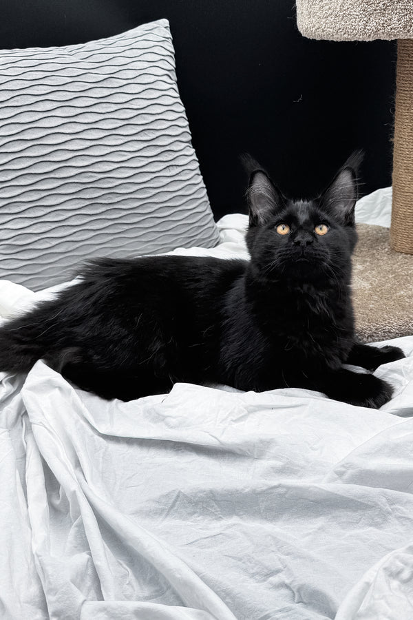 Agate | Maine Coon Kitten