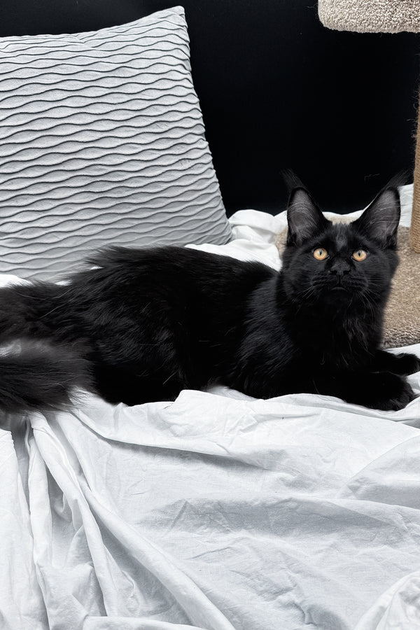 Agate | Maine Coon Kitten