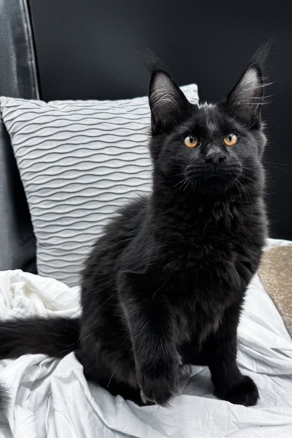 Agate | Maine Coon Kitten