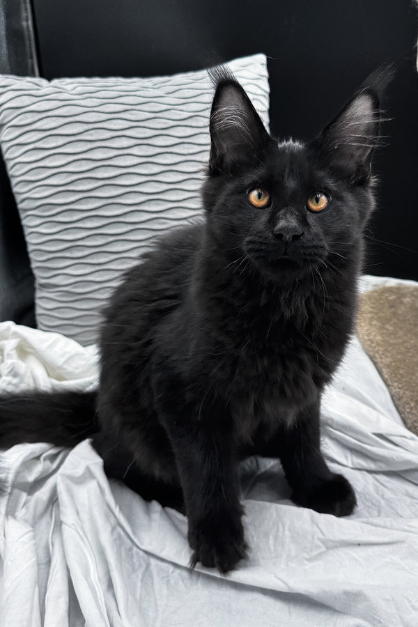 Agate | Maine Coon Kitten
