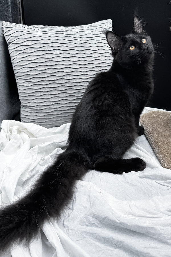 Agate | Maine Coon Kitten
