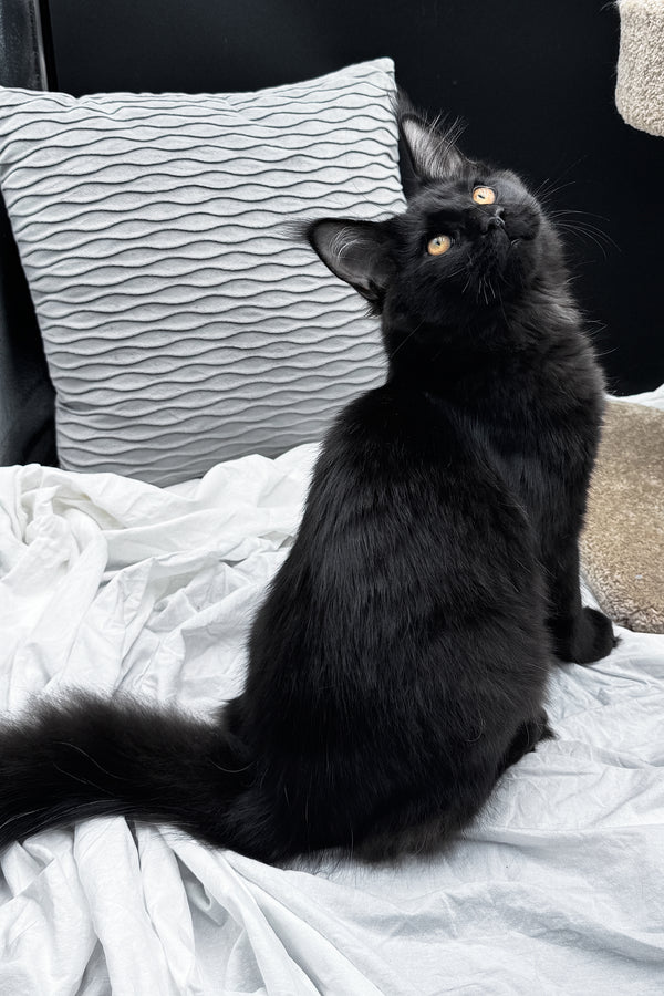 Agate | Maine Coon Kitten
