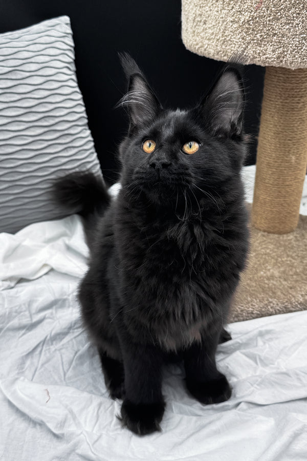 Agate | Maine Coon Kitten