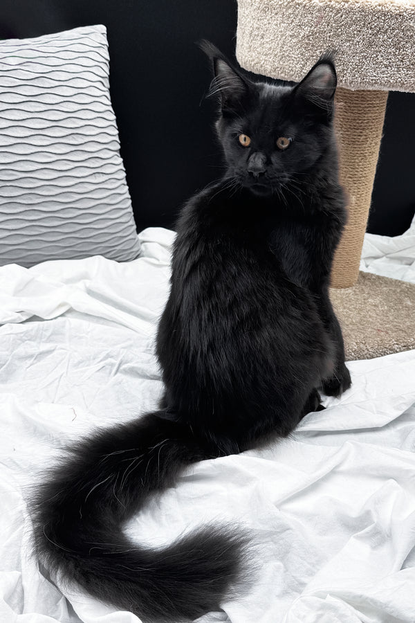 Agate | Maine Coon Kitten