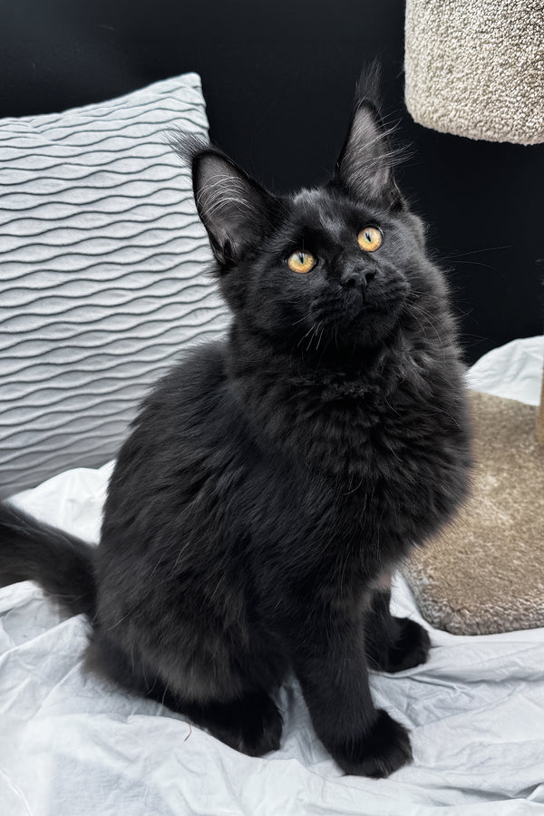 Agate | Maine Coon Kitten