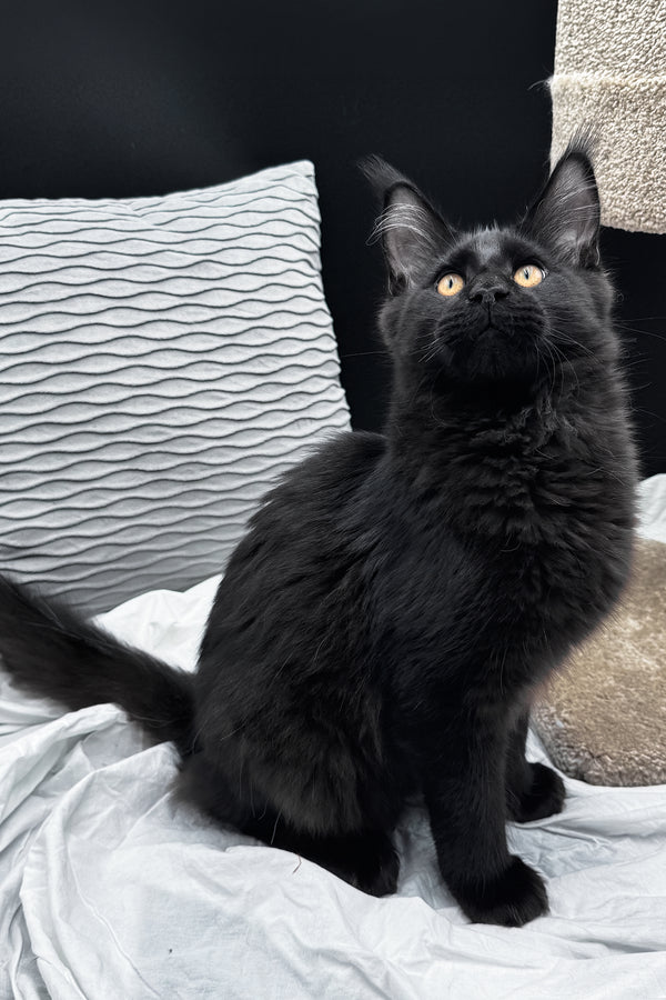 Agate | Maine Coon Kitten