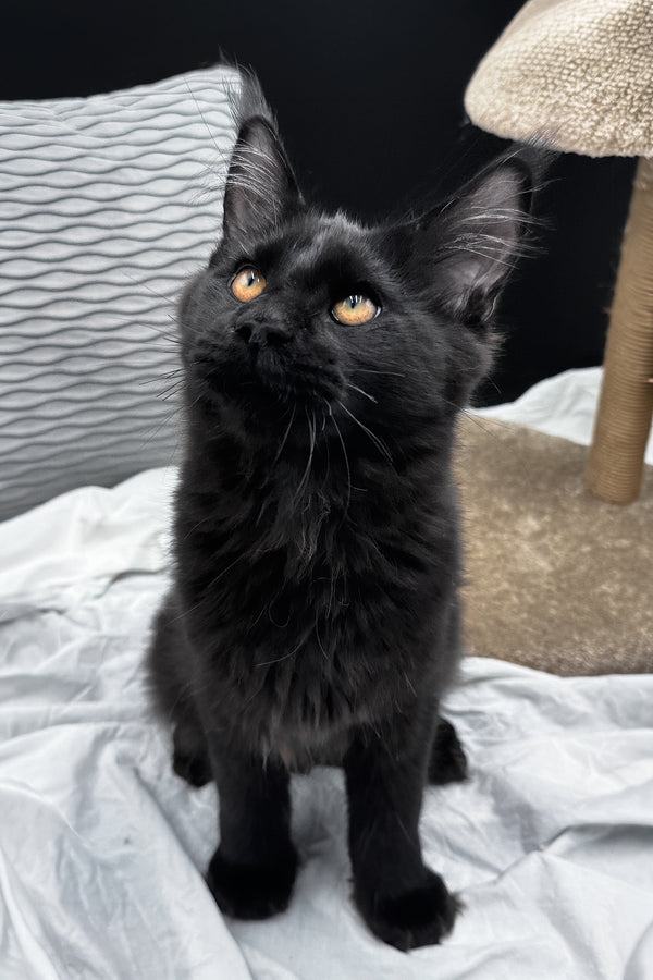Agate | Maine Coon Kitten