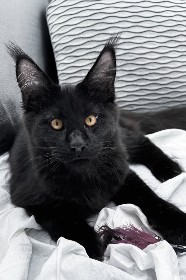 Agate | Maine Coon Kitten