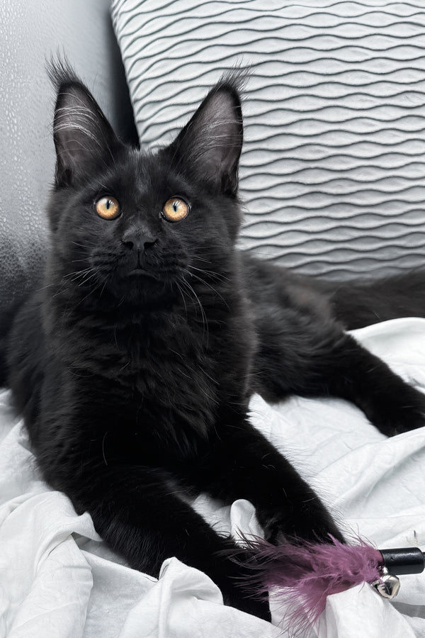 Agate | Maine Coon Kitten