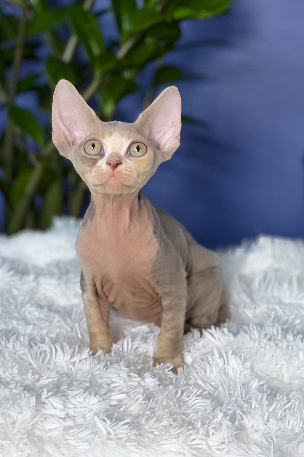 Alaska | Devon Rex Kitten