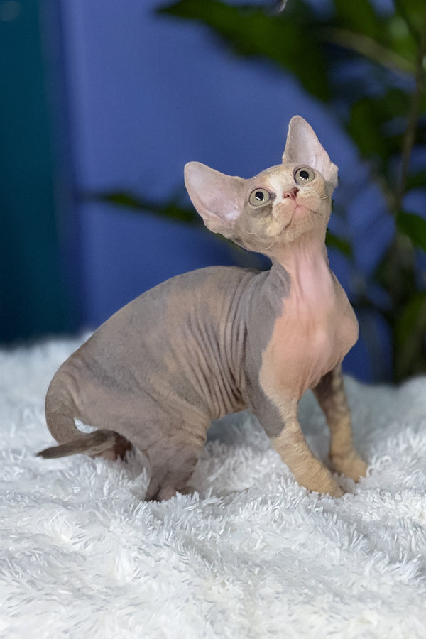 Alaska | Devon Rex Kitten