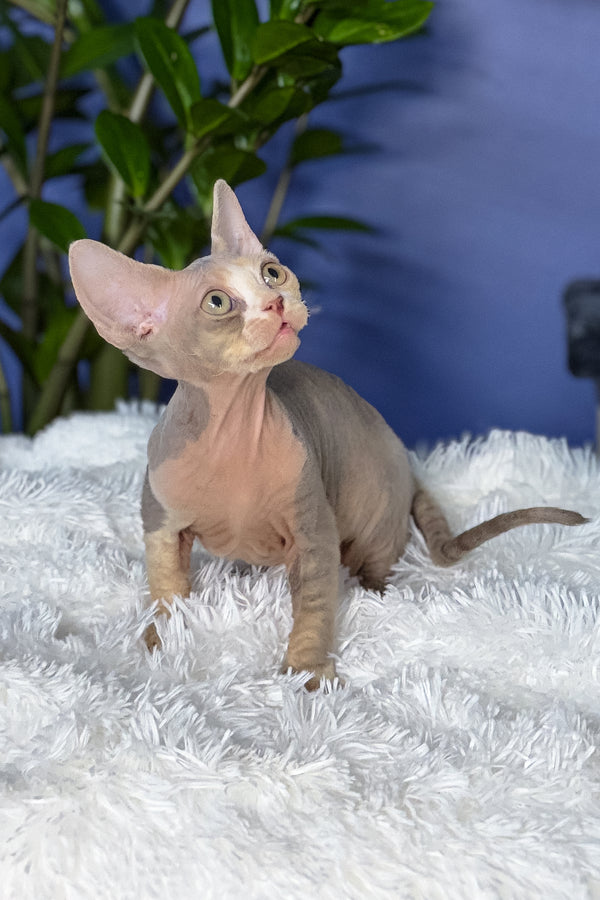 Alaska | Devon Rex Kitten