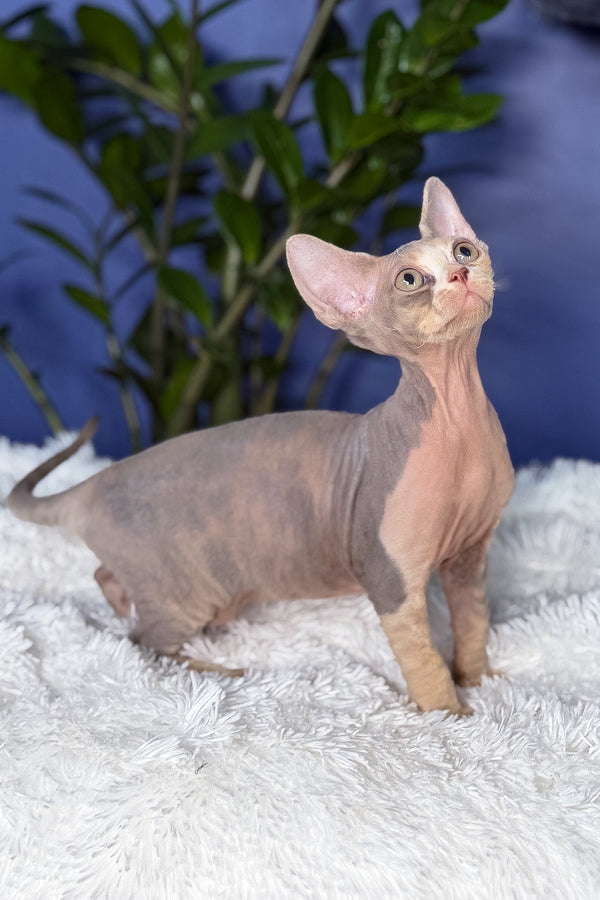 Alaska | Devon Rex Kitten