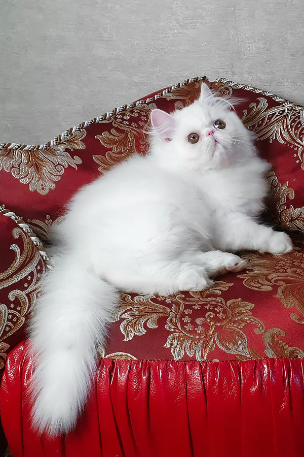 Albus | Persian Kitten