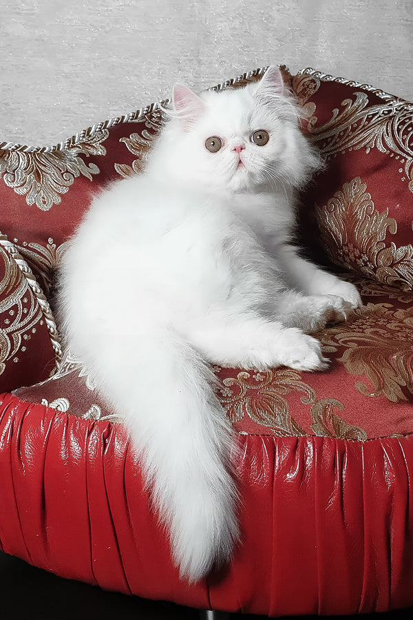Albus | Persian Kitten