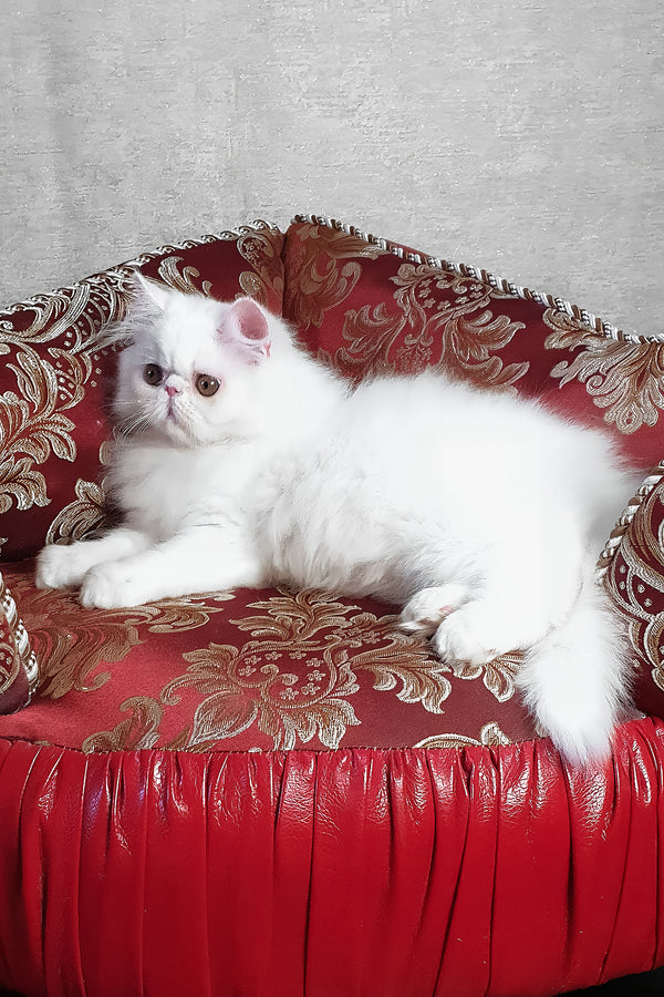 Albus | Persian Kitten