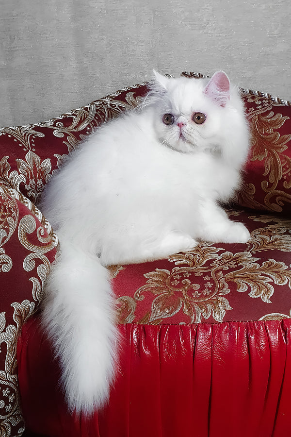 Albus | Persian Kitten