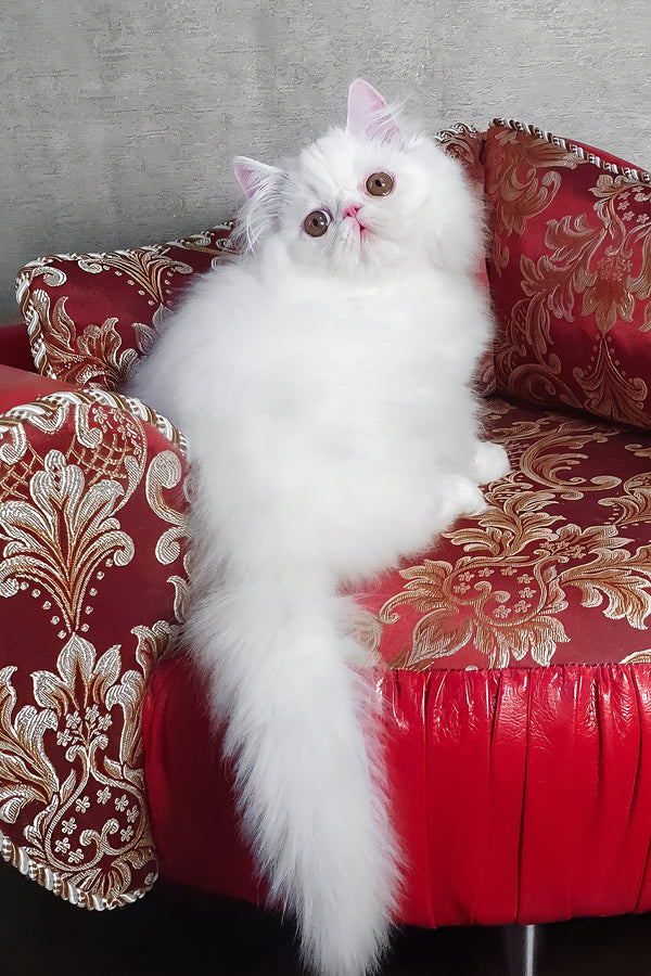 Albus | Persian Kitten