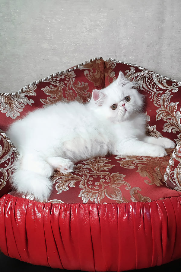 Albus | Persian Kitten