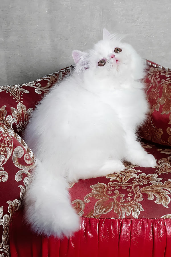 Albus | Persian Kitten