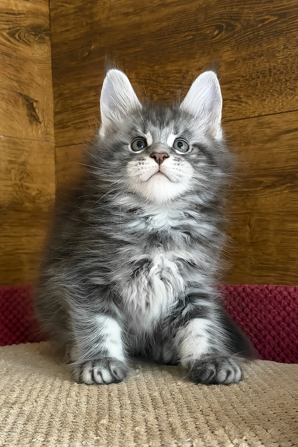 Alex | Maine Coon Kitten