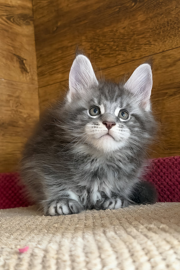 Alex | Maine Coon Kitten