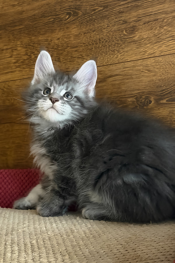 Alex | Maine Coon Kitten