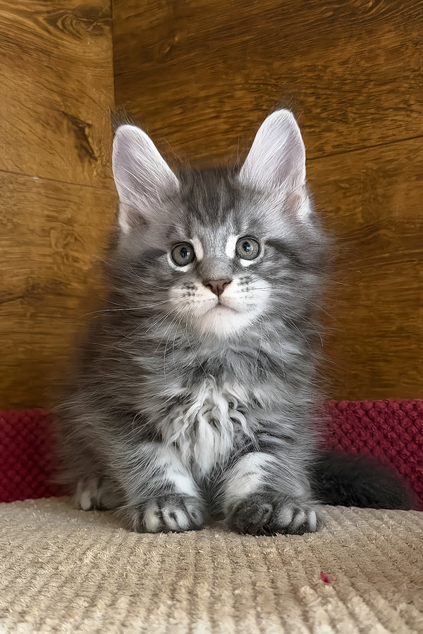 Alex | Maine Coon Kitten