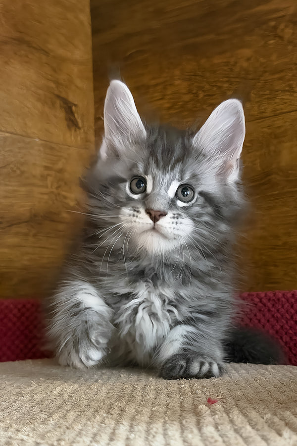 Alex | Maine Coon Kitten