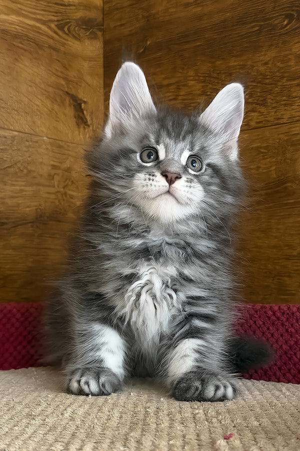 Alex | Maine Coon Kitten