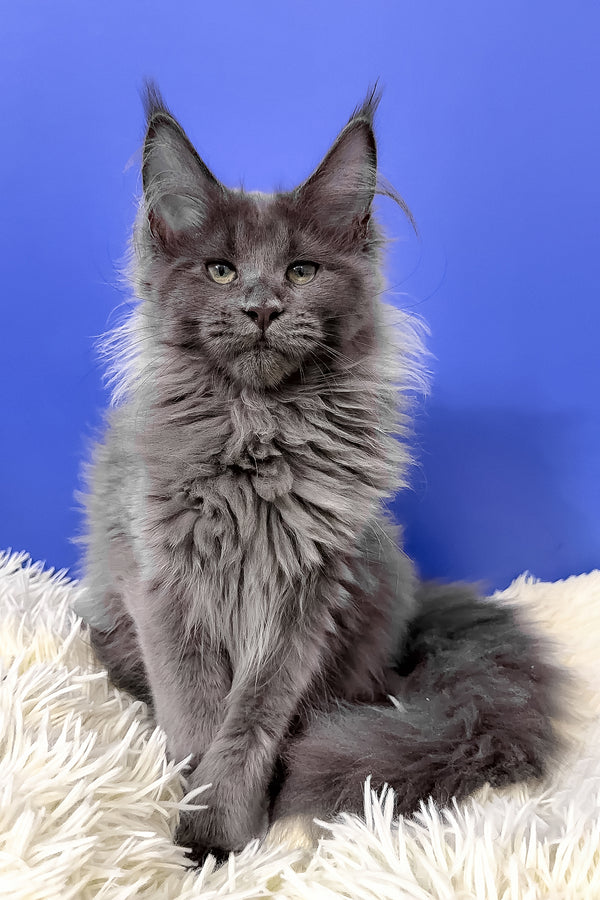 A fluffy gray maine coon kitten with striking green eyes sits regally on a soft white textured surface