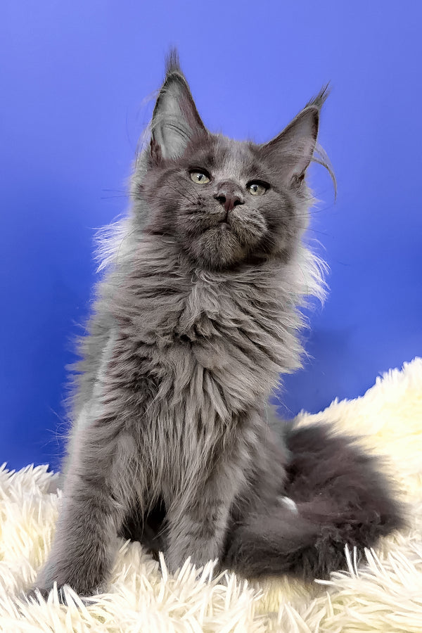 Alisa maine coon kitten fluffy gray purebred kitties with long ears sitting on a plush white rug