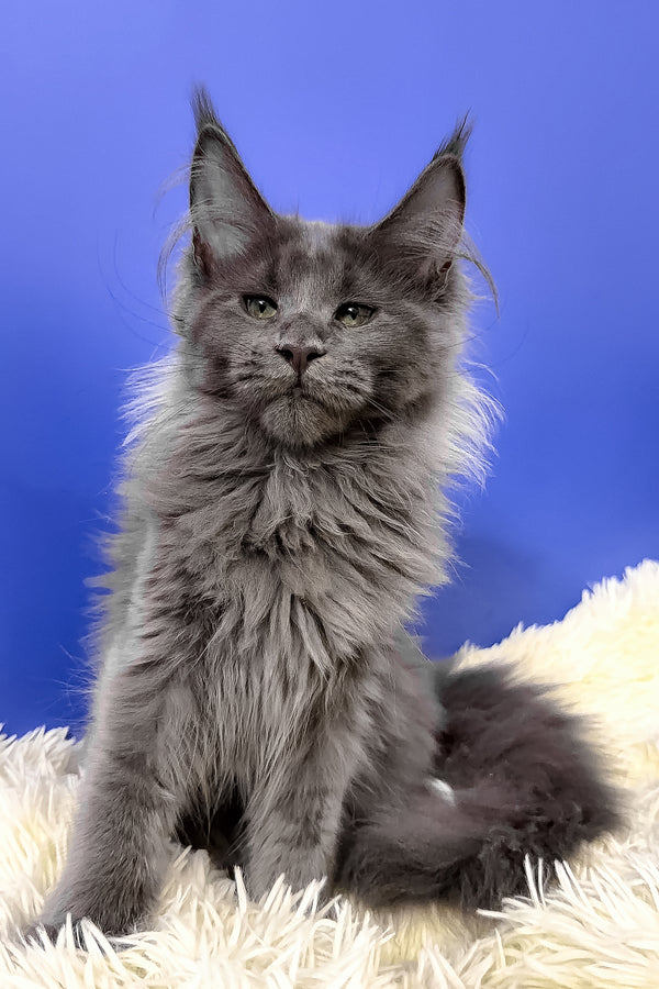 A fluffy gray maine coon kitten with long thick fur and pointed ears sitting on a soft white rug perfect for purebred kitties