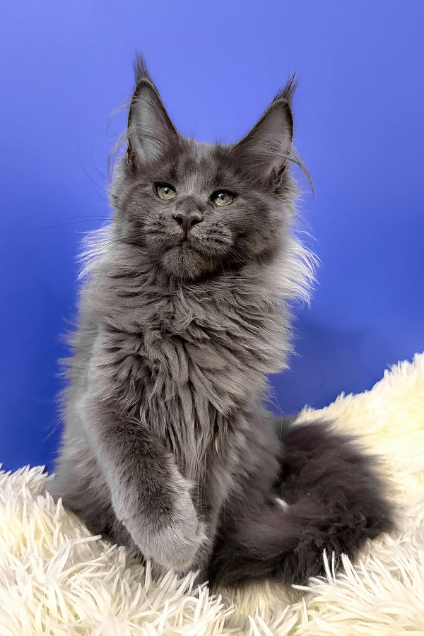 Alisa maine coon kitten with fluffy gray fur and striking green eyes sitting on a soft white rug perfect for purebred kitties