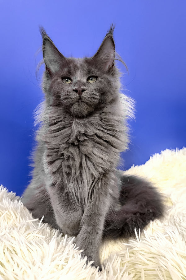Alisa maine coon kitten with fluffy gray fur and striking green eyes sitting on a soft white rug purebred kitties