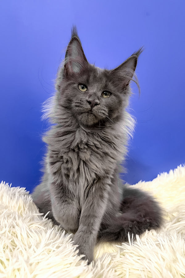 Alisa maine coon kitten fluffy gray with green eyes sitting on soft white rug perfect for purebred kitties lovers