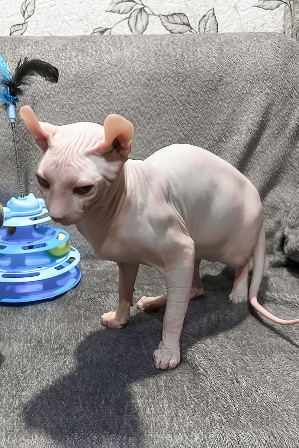 Alvin | Elf Sphynx Kitten