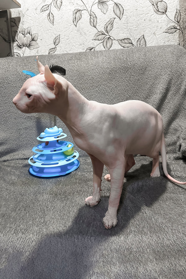 Alvin | Elf Sphynx Kitten
