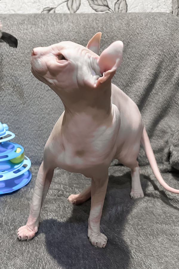 Alvin | Elf Sphynx Kitten