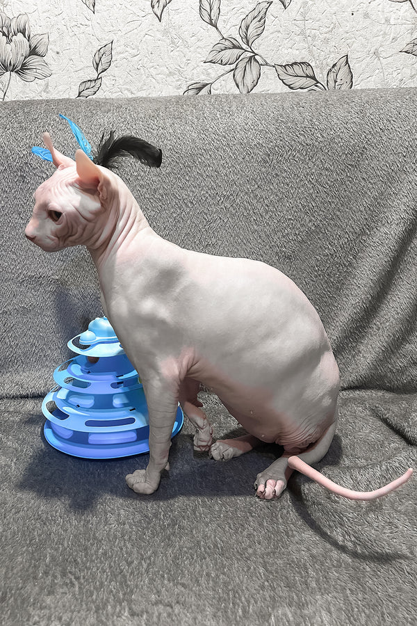 Alvin | Elf Sphynx Kitten