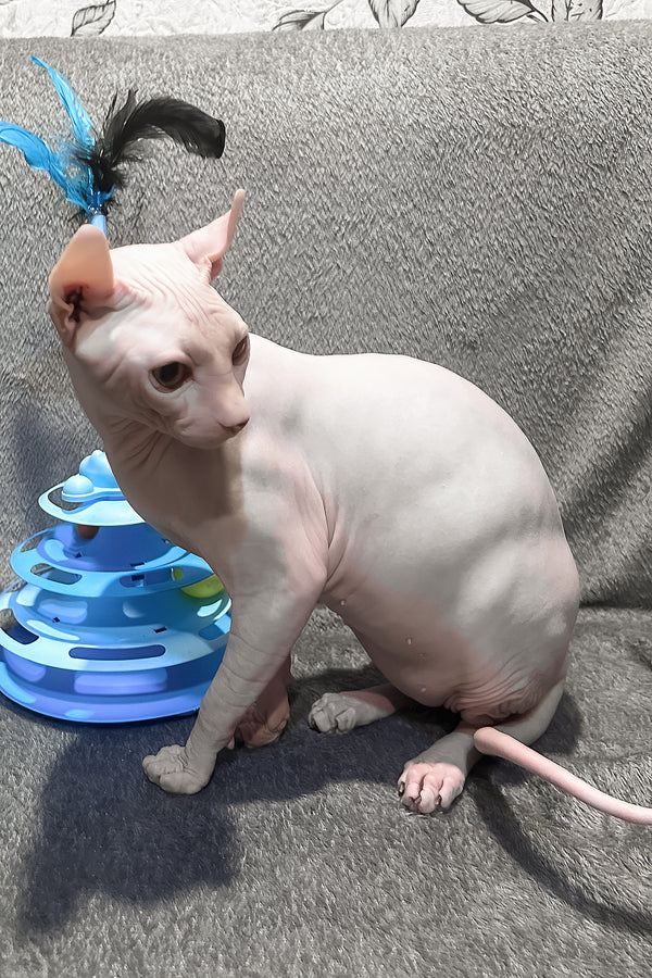 Alvin | Elf Sphynx Kitten