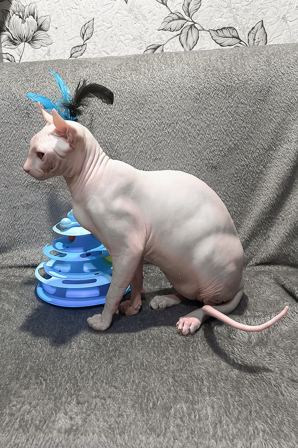 Alvin | Elf Sphynx Kitten