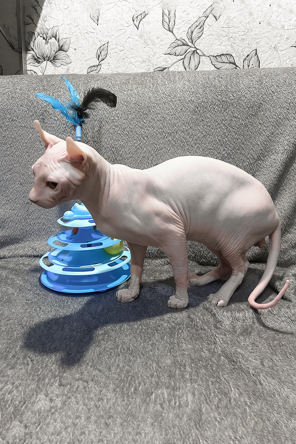 Alvin | Elf Sphynx Kitten