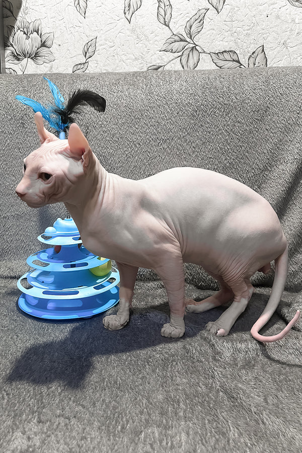 Alvin | Elf Sphynx Kitten
