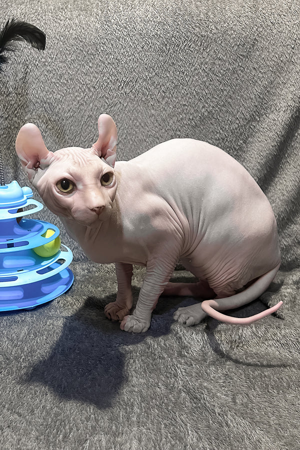 Alvin | Elf Sphynx Kitten