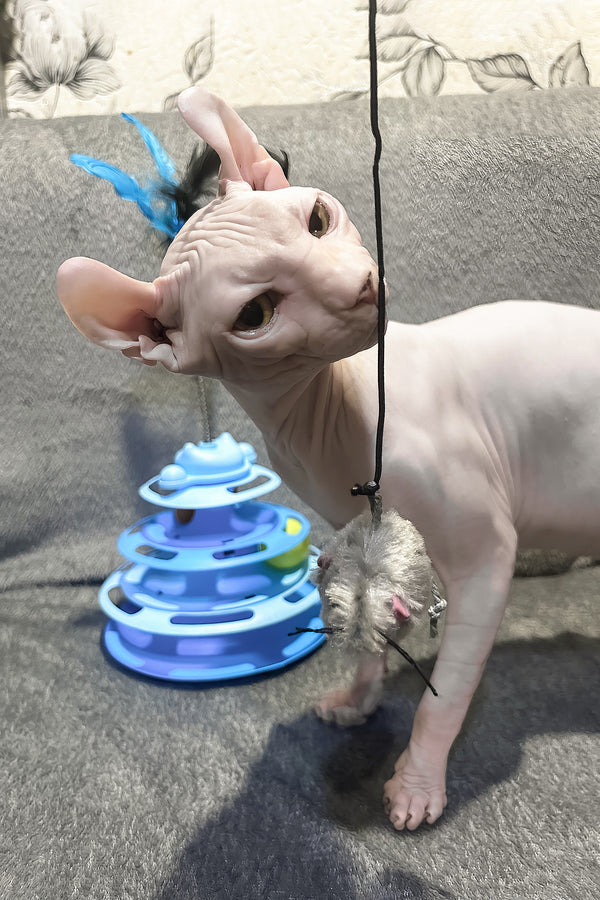 Alvin | Elf Sphynx Kitten