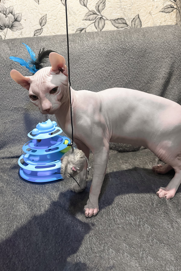 Alvin | Elf Sphynx Kitten