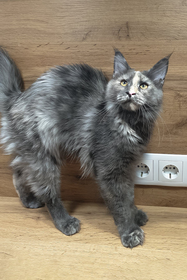 Amazon | Maine Coon Kitten