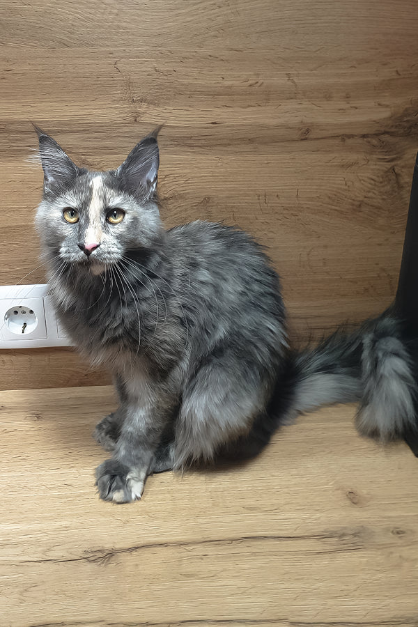 Amazon | Maine Coon Kitten