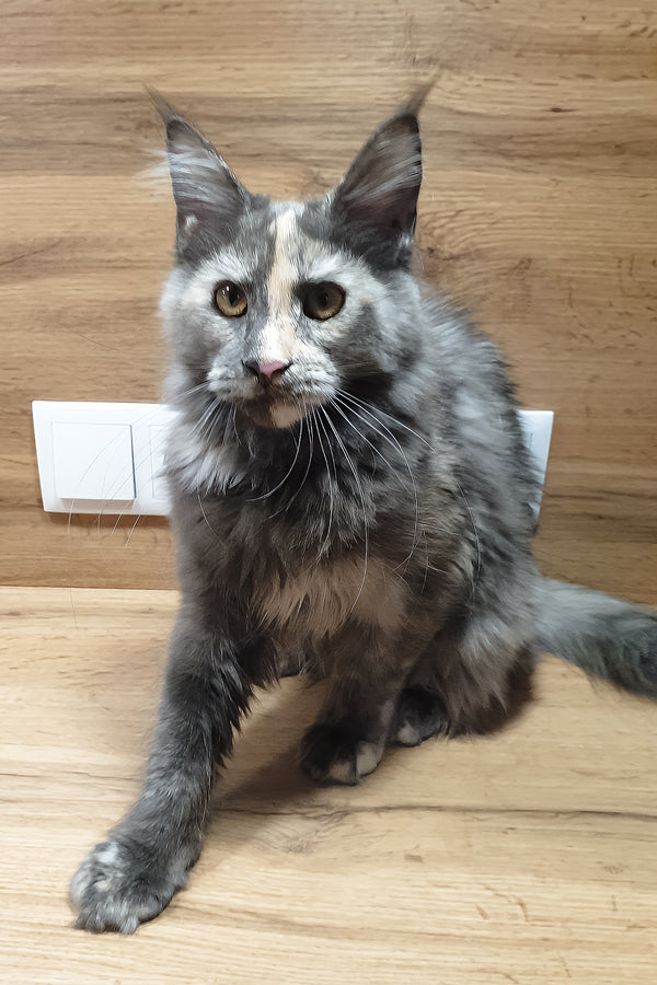 Amazon | Maine Coon Kitten